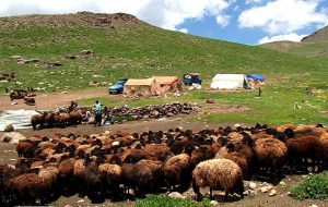 ۲۵ درصد گوشت قرمز کشور را عشایر تولید می‌کنند