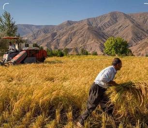 درخواست تاسیس شورای عالی امنیت غذا