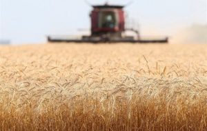 تولید غلات ایران از ۲۳ میلیون تن گذشت/ رتبه ۲۱ ایران در تولید برنج دنیا