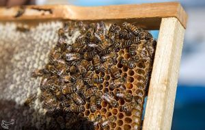 صادرات ۱۳۱۱ تن عسل به کشورهای مختلف در ۱۱ ماه