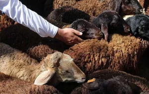 قیمت گوسفند زنده امروز ۶ خرداد ۱۴۰۳