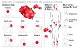 آنچه باید درباره ویروس Mpox یا آبله میمون بدانید