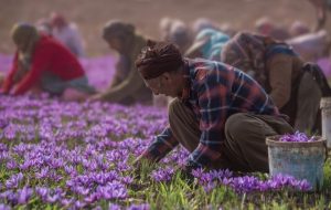 عجائب زعفران افغانستان/ صادرات بیش از ۳ برابر تولید